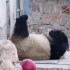 【大熊猫萌兰】么么儿:快看快看，窝的无敌巨长腿！（201902）