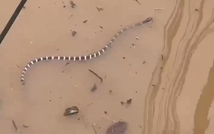 这是条什么蛇啊？