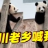 旅居大熊猫听不懂外语 卡塔尔饲养员：正在努力学习四川话