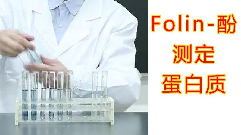 【实验】福林酚Folin-酚比色法测定蛋白质含量实验原理，实验操作，结果分析，标准曲线制作，牛血清白蛋白