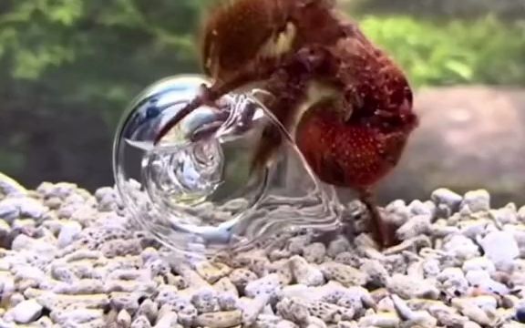寄居蟹是如何成功“寄居”的，在透明壳下就看得很清楚咯