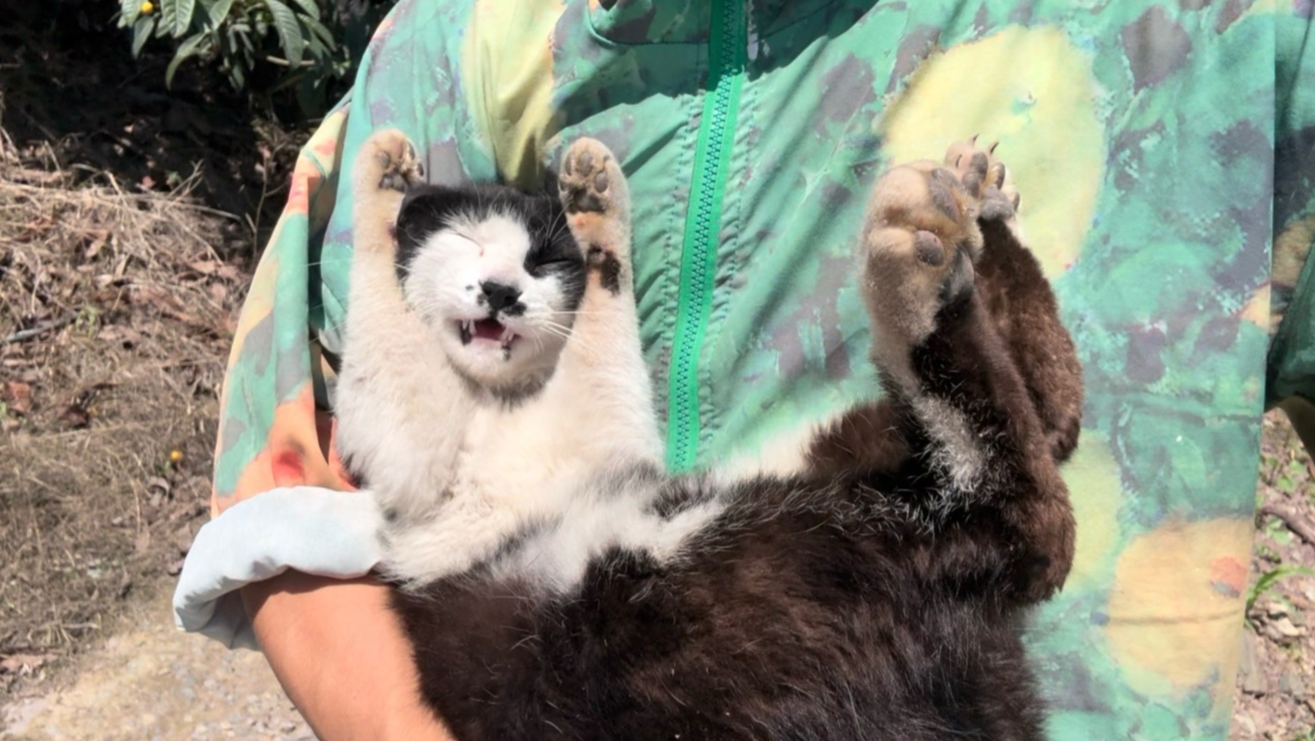 小猫已投降