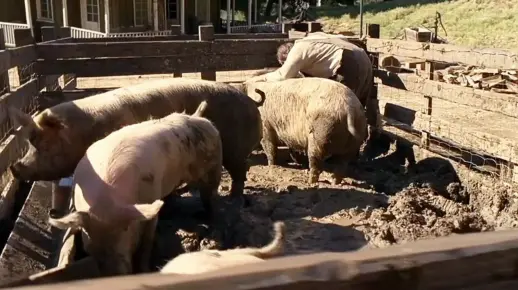 屠夫将人杀害，做成猪饲料喂猪