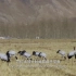 世界上唯一的高原鹤 黑颈鹤被称作是”高原吉祥鸟“《美丽中国自然》藏东南系列【CCTV纪录】