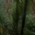 【最美自然】3小时热带雨林的下雨Tropical Rain & Relaxing Nature Sounds