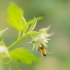 4K画质测试视频 HONEY BEES蜜蜂  IN 4K (ULTRA HD)