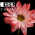 4K HDR画质测试 测试屏幕 4KHDR色彩 极致HDR色彩体验 视觉体验 测试Oled miniled屏幕 8K原素