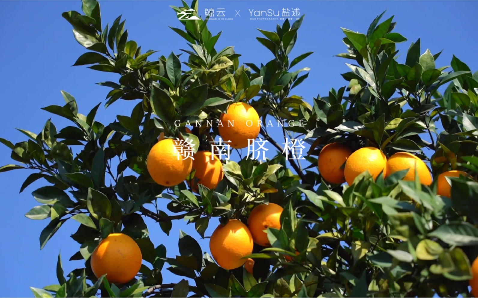 走进果园，探访赣南脐橙独特香甜的奥秘