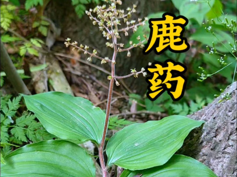 鹿药，鹿食九草之一，嫩的时候是美味野菜，其实它的根也是很有价值的中草植物