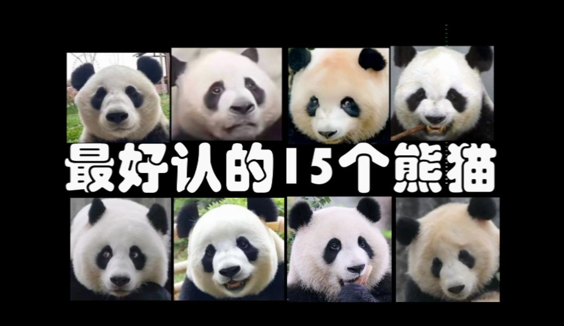 最好认的15个熊猫