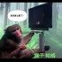 【Neuralink完整版】脑机连接新突破，猴子用意念打游戏