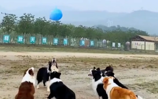 一群边牧玩顶球：原来狗子们的欢乐也这么简单