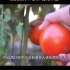 西红柿的食用禁忌搭配。