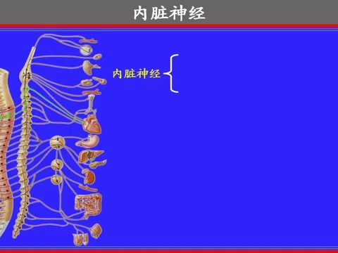 厦门医学院《人体解剖学》教学视频课174集--157.内脏运动神经与躯体运动神经区别