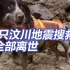 小虎、黑豹、大黄、麦兜...67只汶川地震搜救犬已全部离世
