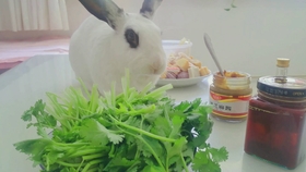 兔子到底能不能吃黄瓜 e01d43215020ccf625ac0ec75f91146285ec404e.jpg@280w_158h_1c_100q.jpg