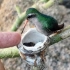 神奇大自然世界上最小的鸟居然只有手指大小