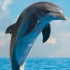 【音轨还原】海豚消化系统拍摄