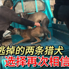 两条猎犬同时逃出狗肉笼，却因再次相信主人，被主人一一抱上肉车