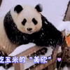 大熊猫“美欣” ～ “美欣”知道奶爸要投喂玉米，咩、咩、咩的回应奶爸，飘雪中吃玉米的“美欣”太好看了
