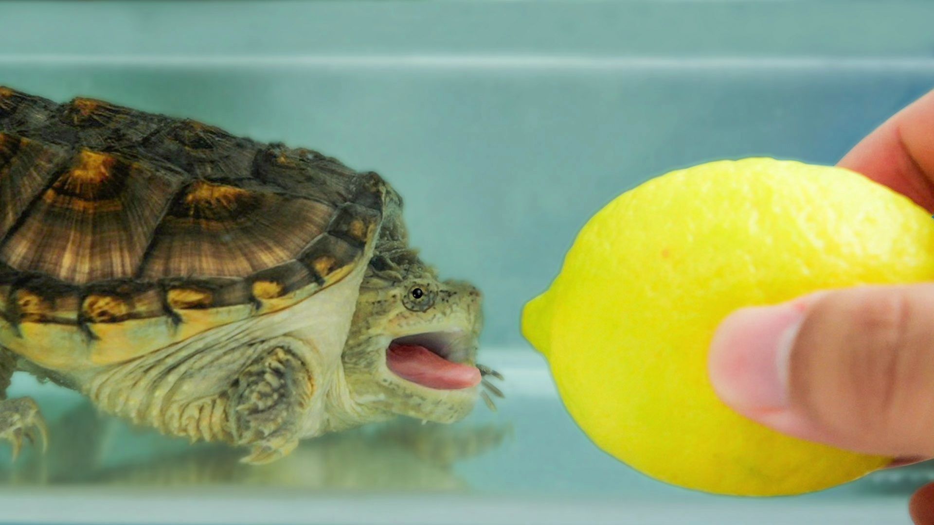 喂给鳄龟一颗柠檬，它会有什么反应？