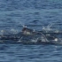 座头鲸是如何捕食猎物的