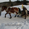 漠河北极村马拉雪橇，很适合冬天零下30多度的天气