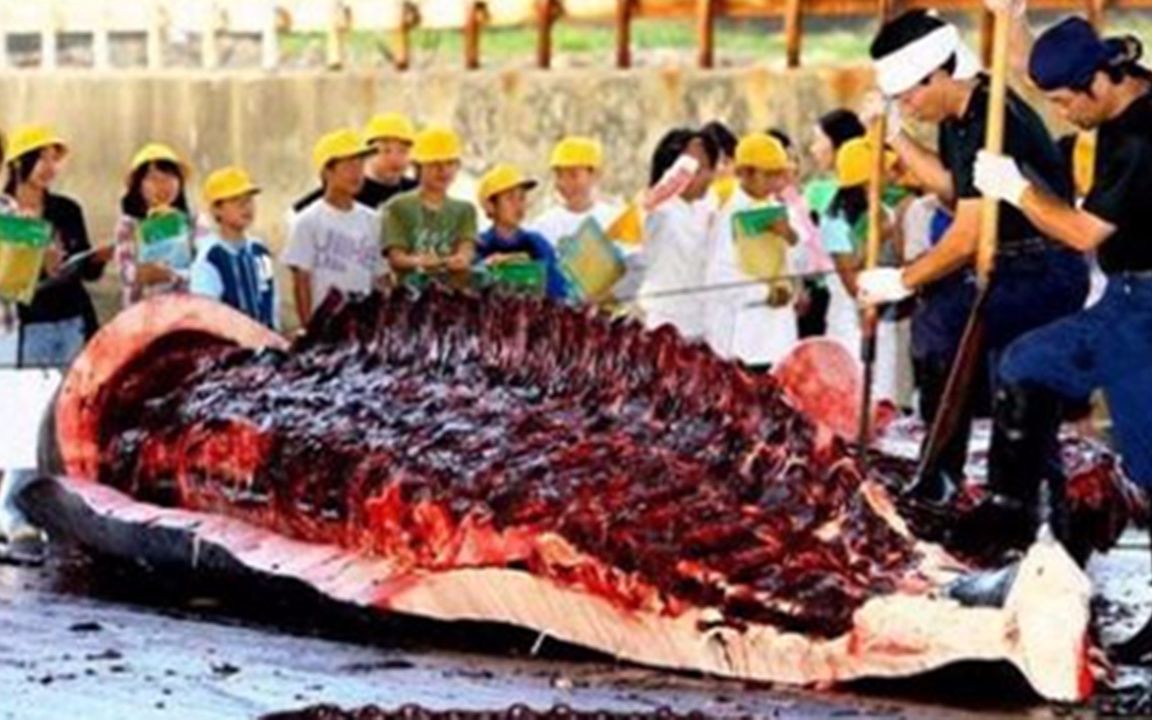 为什么让日本人不吃鲸鱼肉，比登天还难?_趣味科普人文_科技_bilibili_哔哩哔哩