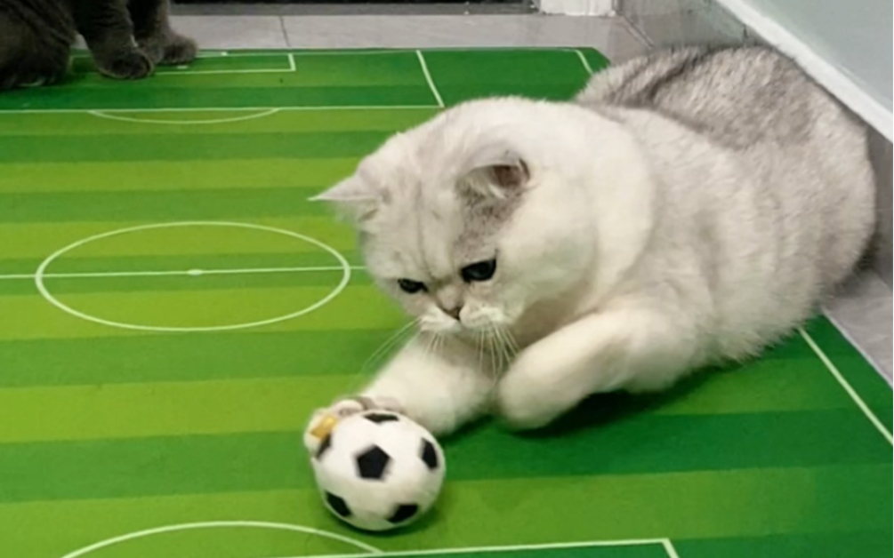 猫：下一届世界杯我将代表喵喵队出征！