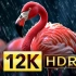 Best of Dolby Vision 12K HDR 120fps