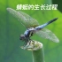 生活中常见的蜻蜓，原来有这么不平凡的生长过程！