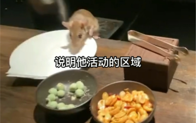 上海五星酒店璞丽，老鼠爬上餐盘