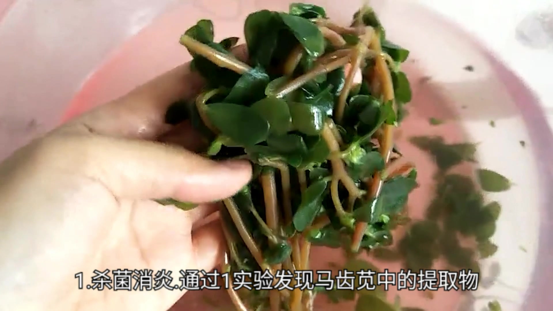 用柳树叶做的小菜 - 美味厨房 - 得意生活-武汉生活消费社区