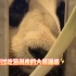 大熊猫星二试吃大葱完整版！