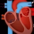 心脏解剖～体循环与肺循环