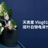 Vlog01 斑叶白锦龟背竹开箱