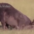 鬣狗掏 蛋的能力有多强？这个视频告诉你，就像噶韭菜一样。