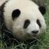 大熊猫玩偷袭有多可爱