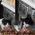 流浪猫连续15天偷超市火腿肠，每天口味不重样，专挑个大的