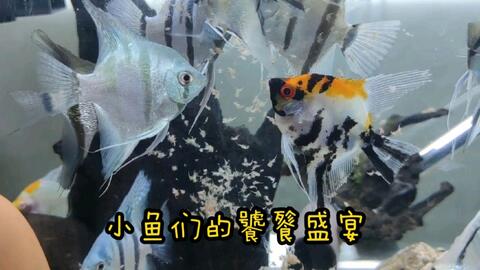 小鱼怎么处理干净视频 e1488ab1ef677994021988c4ac65c3fe2be09469.jpg@480w_270h_1c