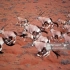 无人机航拍大群奔跑的南非剑羚！