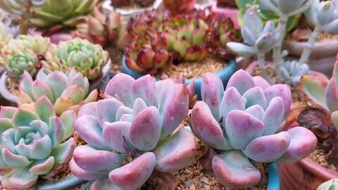 新手多肉推荐品种 e17a04aaf14d2c4848278e8f75a269ef6ecfa0bd.jpg@480w_270h_1c