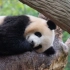 【大熊猫梅兰肉肉】iPanda熊猫频道——初雪探班熊猫谷