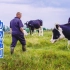加拿大奶牛配备高动物福利，吃饱睡好兽医护理产出高品质牛奶