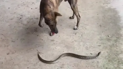 梦境交织，蛇与狗的奇异共舞