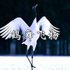 一曲《鹤舞飞扬》，温馨荡漾，美到窒息