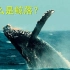 什么是罕见的鲸落现象，为什么一鲸落，万物生？