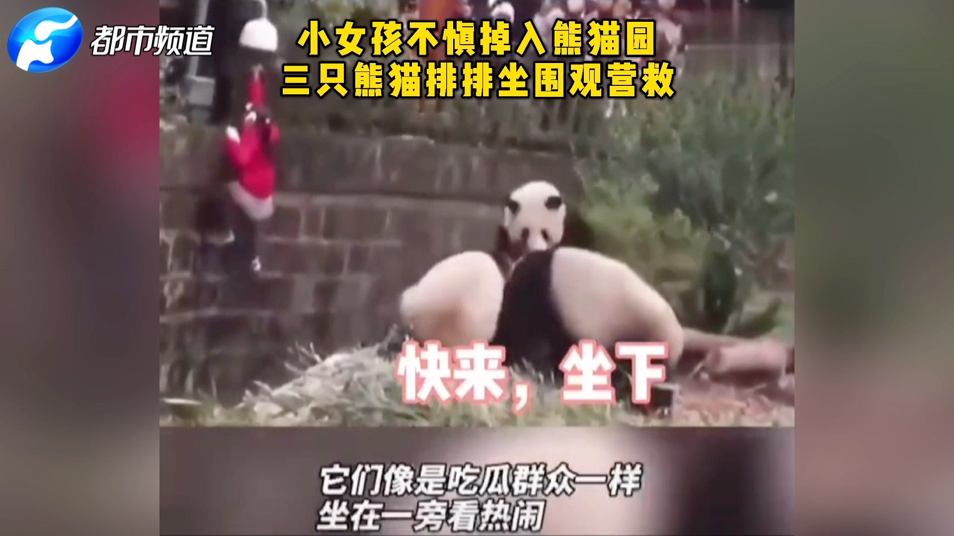 小女孩不慎掉入熊猫园，三只熊猫排排坐围观营救