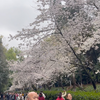 武汉大学樱花季