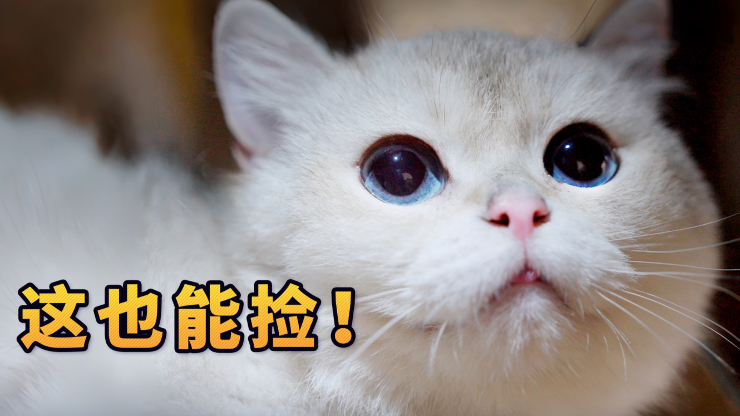 咪也是跌落斩杀线了！